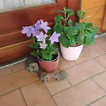 Vida - Сasa de vacaciones